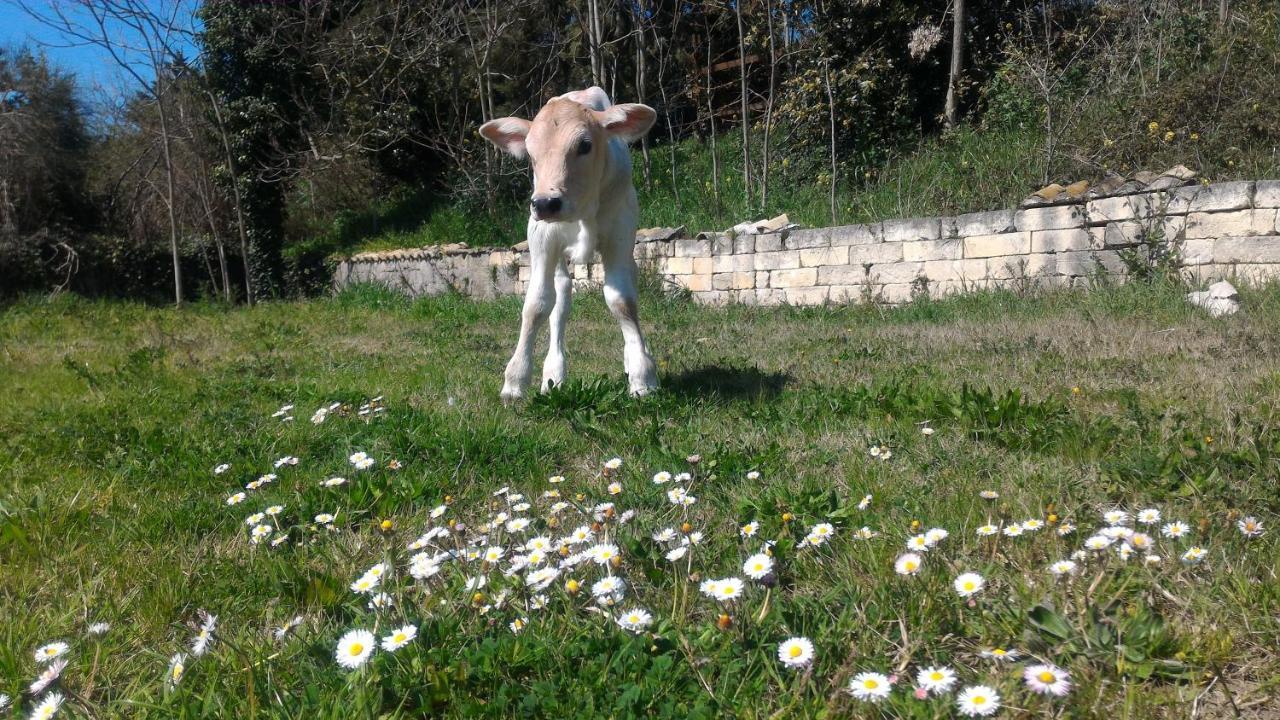 Masseria La Fiorita Matera Kültér fotó